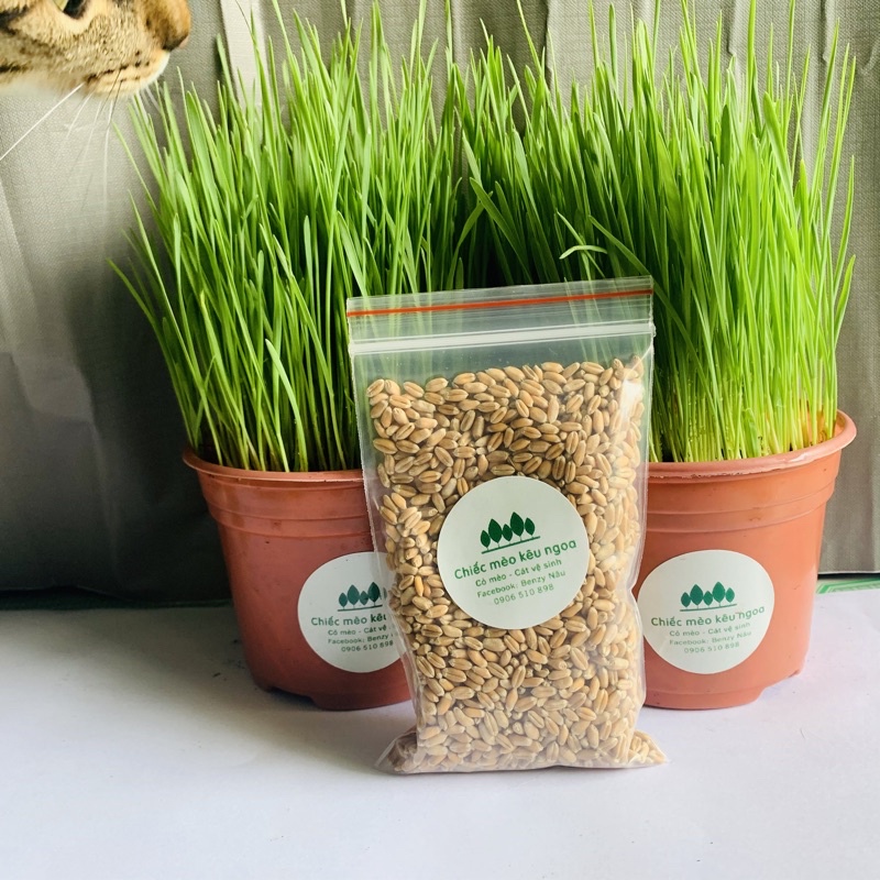 Hạt giống cỏ lúa mạch (cỏ mèo) tỷ lệ nảy mầm cao - 100gram - Tiệm Mèo ...