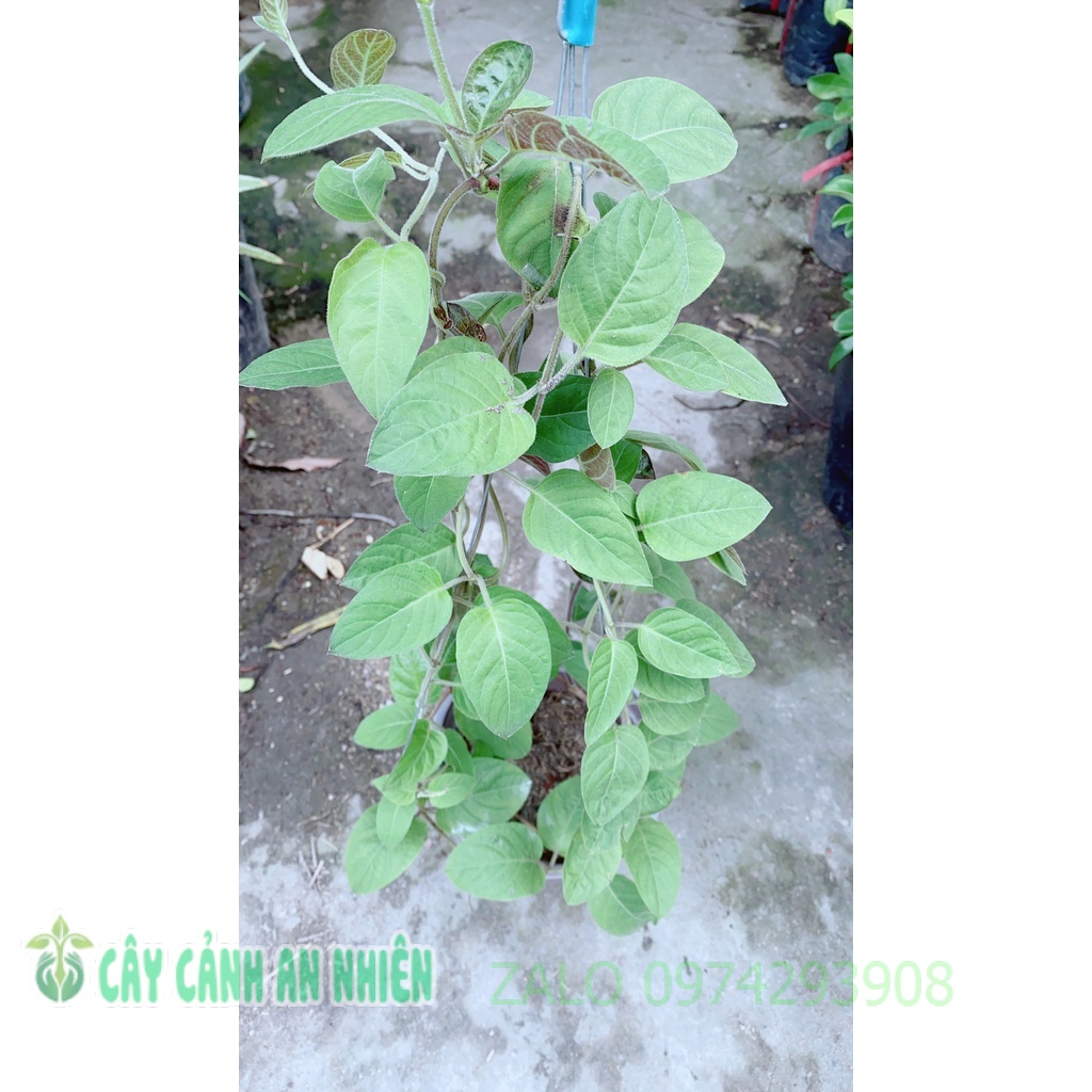 Bui Cây Lá Mơ | Shopee Việt Nam