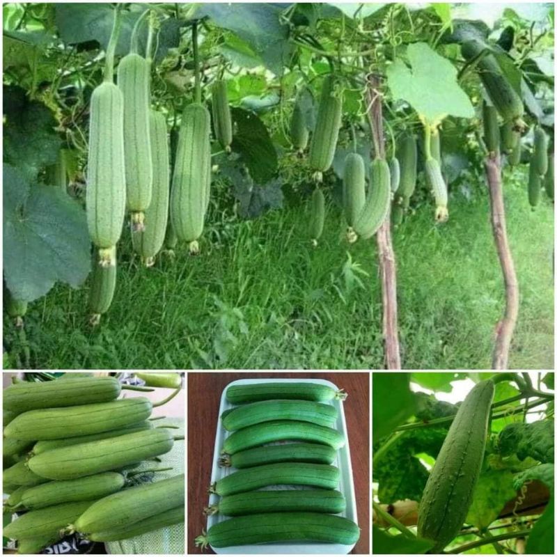 10 hạt giống mướp hương thơm ngày xưa 💚💚Thơm Ngon💚💚 năng suất cao.