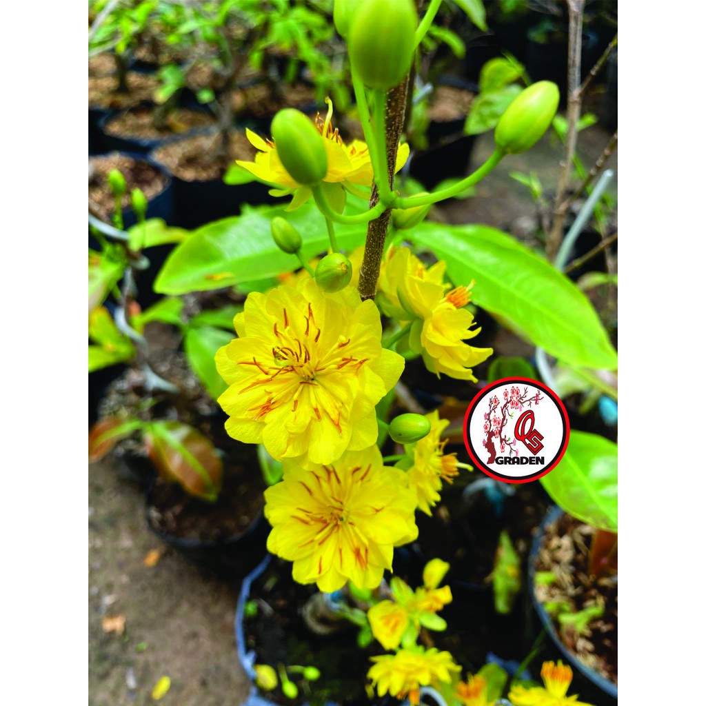 Hoa mai cúc 30-36 cánh siêu bông
