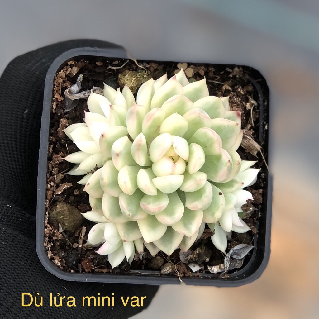 sen đá Dù Lửa mini var - echeveria mebina variegated | Shopee Việt Nam