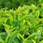 Bột Trà Xanh Nguyên Chất Quảng Thanh Gói 100g, bột trà xanh sấy lạnh nguyên chất