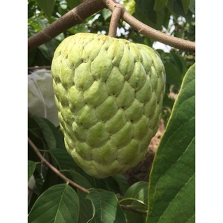 Cây Giống Na Thái Quả To Cả Cân .
