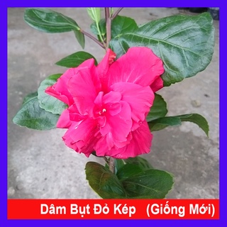 Hoa Dâm Bụt Thái - (cánh kép, giống mới)