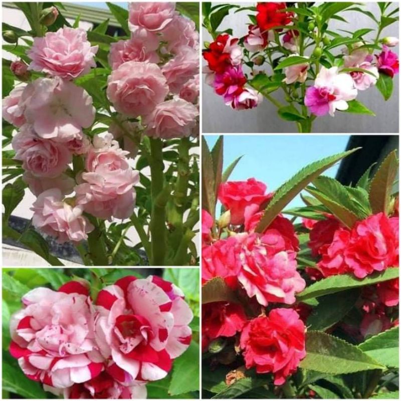 hạt giống hoa bóng nước nhiều màu chuẩn kép💖 SIÊU XINH💖hoa quanh năm.
