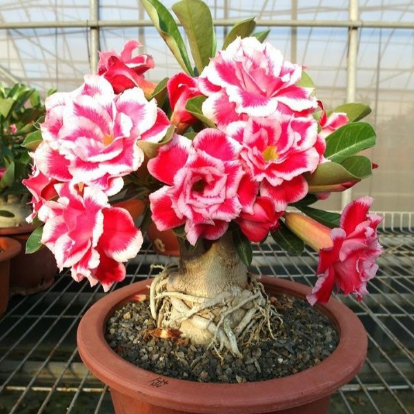 Hạt giống sứ Thái