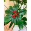 cây sơ ri (kim ngân lượng) cao 1m4 - cây giả decor