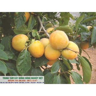 Cây Giống Hồng Không Hạt Bảo Lâm Qủa To Giòn .