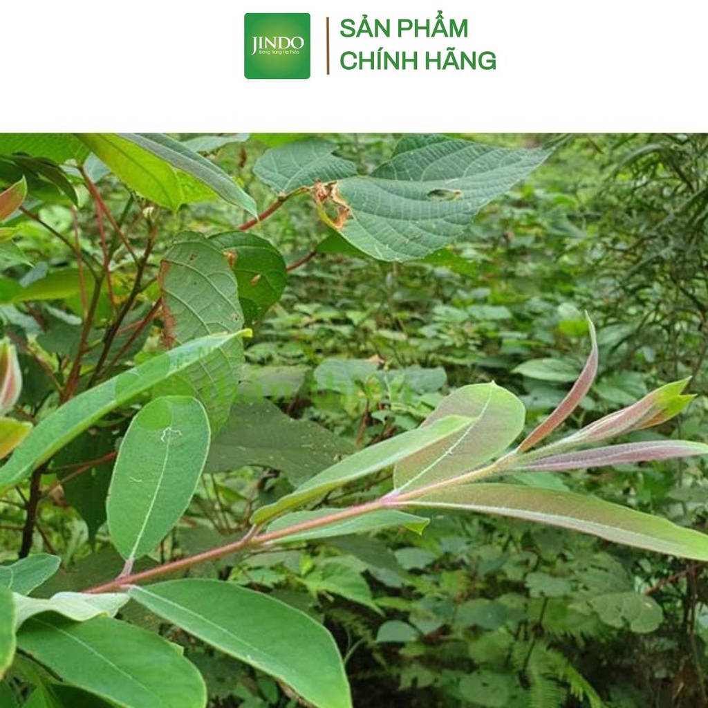 Cây thành ngạnh khô JINDO 1kg hỗ trợ tăng tuần hoàn não, hỗ trợ giảm xơ vữa động mạch