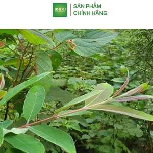 Cây thành ngạnh khô JINDO 1kg hỗ trợ tăng tuần hoàn não, hỗ trợ giảm xơ vữa động mạch