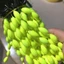 DELMER Bảy Sao Phao Câu Cá Phụ Kiện 6 Trong 1 Dụng Cụ Câu Cá 30 Cái / 5 Gói Hình Bầu Dục Phao Câu Cá Phao Câu Cá Bọt Không Gian Đậu