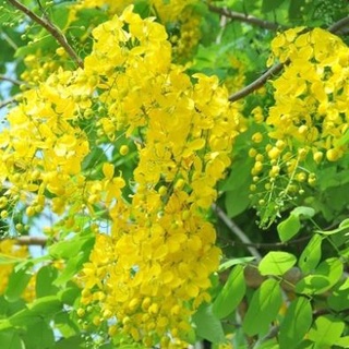 Cây muồng hoàng yến gieo hạt cao 70- 90 cm. .
