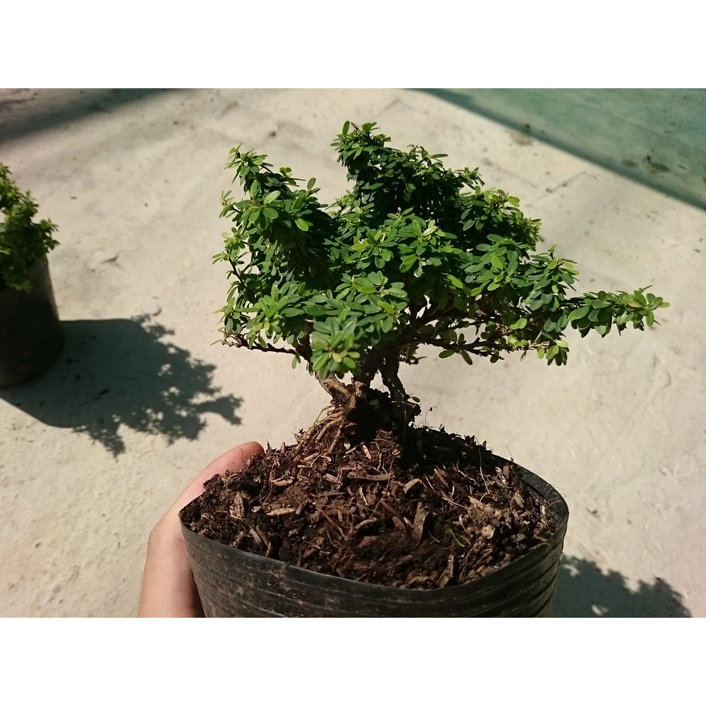 Cây Linh Sam Bonsai - cây cảnh bonsai