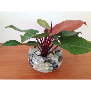 Trầu bà đế vương (đỏ) - Cây cảnh trong nhà