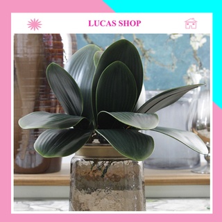 Cây Lan Giả Có Rễ, màu xanh hàng loại 1 (5 lá) trang trí, decor nhà, cắm để bàn, chụp ảnh.