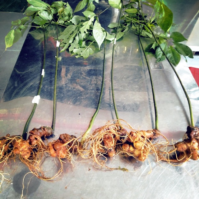 Sâm ngọc linh hàng trồng loại đặc biệt | Shopee Việt Nam