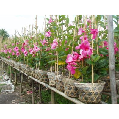 Cây Hồng Anh - Cây cảnh sân vườn
