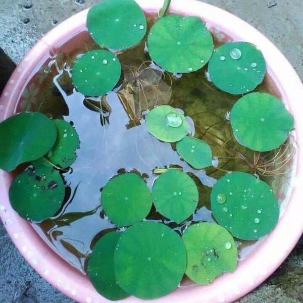 1000 hạt giống hoa sen Nhật mini