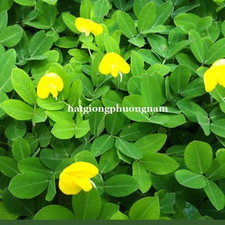 10 Hạt - Hạt Giống Cỏ Lạc Đậu Phộng Phương Nam