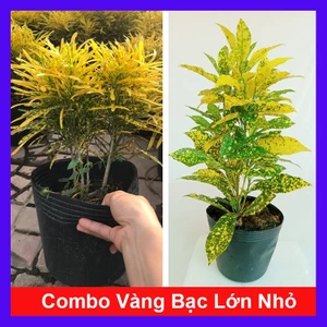 Combo phong thủy 2 cây vàng bạc lớn nhỏ ( lá lớn + lá nhỏ) tặng phân bón cho cây