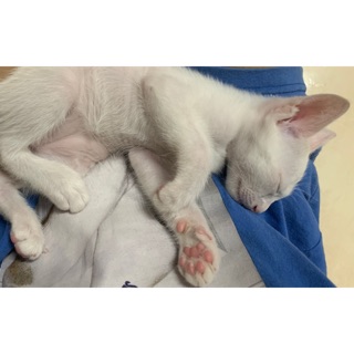 hannguyennhuquynh