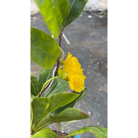Hoa mai Cúc tây thi_ cây ghép chuẩn