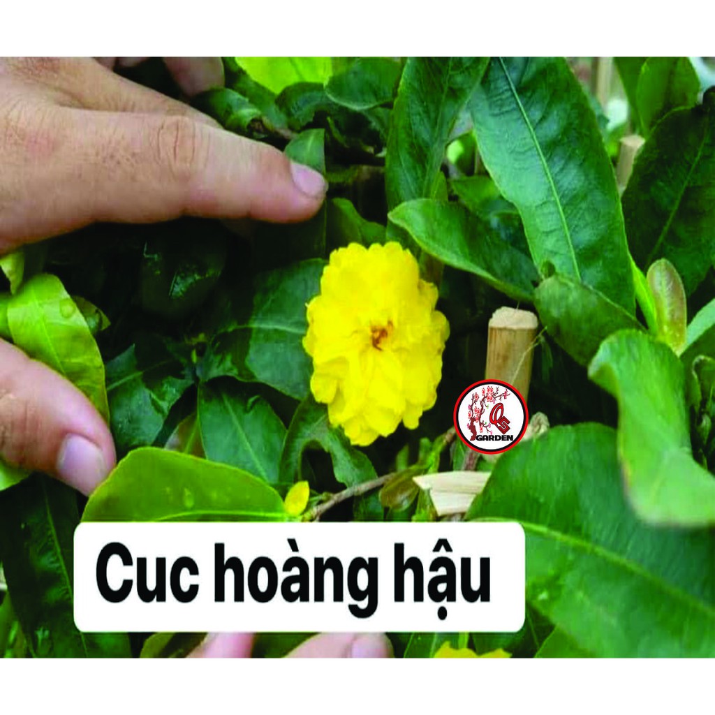 Hoa mai ghép cúc hoàng hậu( Nữ Hoàng) bông chuẩn