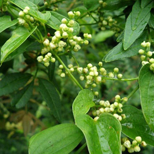 Tỳ giải khô thượng hạng JINDO 1kg