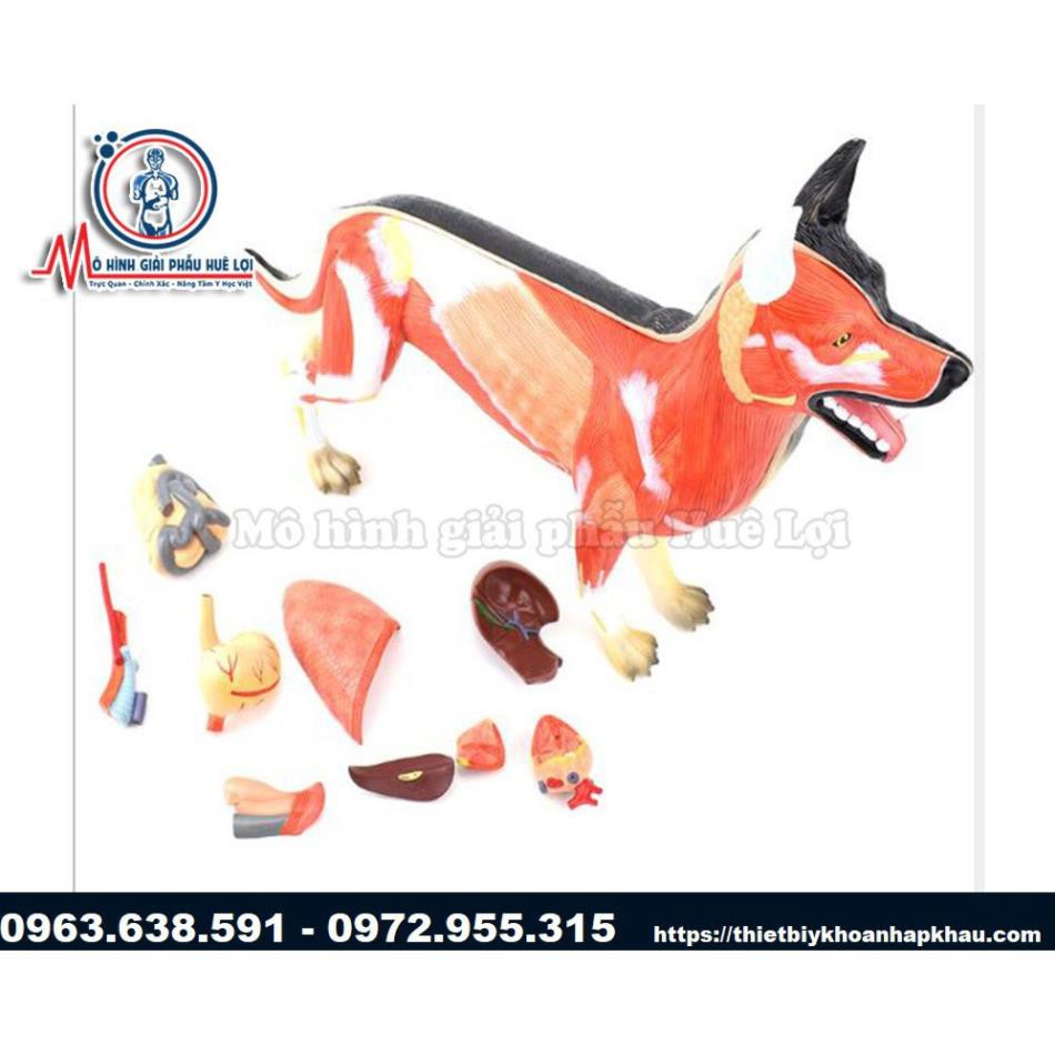 MÔ HÌNH GIẢI PHẪU CHÓ CAO CẤP | Shopee Việt Nam