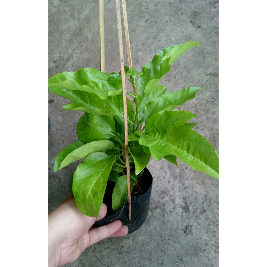 Chanh dây tím ( chanh leo )