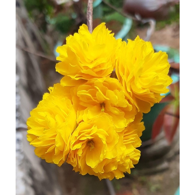 Hoa mai Cúc Tiên Ông(7 tầng)_cây ghép chuẩn