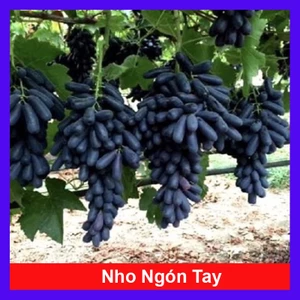 Cây nho ngón tay đen không hạt - cây ăn quả