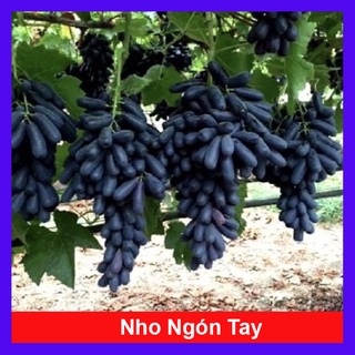 Cây nho ngón tay đen không hạt - cây ăn quả