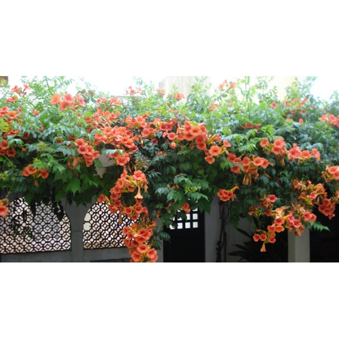 Cây hoa đăng tiêu - Cây cảnh sân vườn