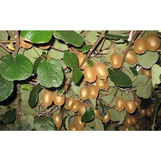 · CÂY KIWI. Cây Kiwi là loại cây thuộc dạng thân leo, cao khoảng