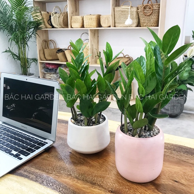 Chậu cây Kim tiền kèm chậu men sứ- Cây để bàn- Cây xanh văn phòng, cây trong nhà