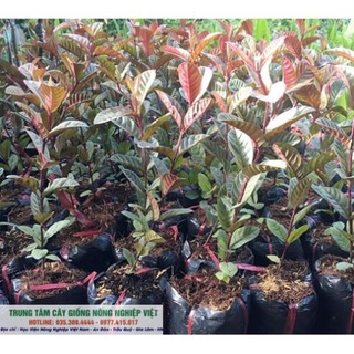 Cây Ổi Tím Malaysia Cao 70cm-1m Siêu Kích Thích Ra quả Sau 6 tháng .
