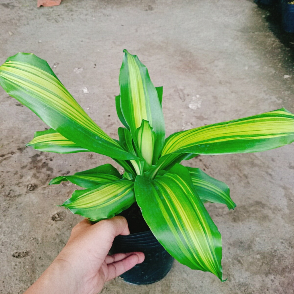 Cây Phát Tài ( Cây Thiết Mộc Lan ) - cây cảnh trong nhà