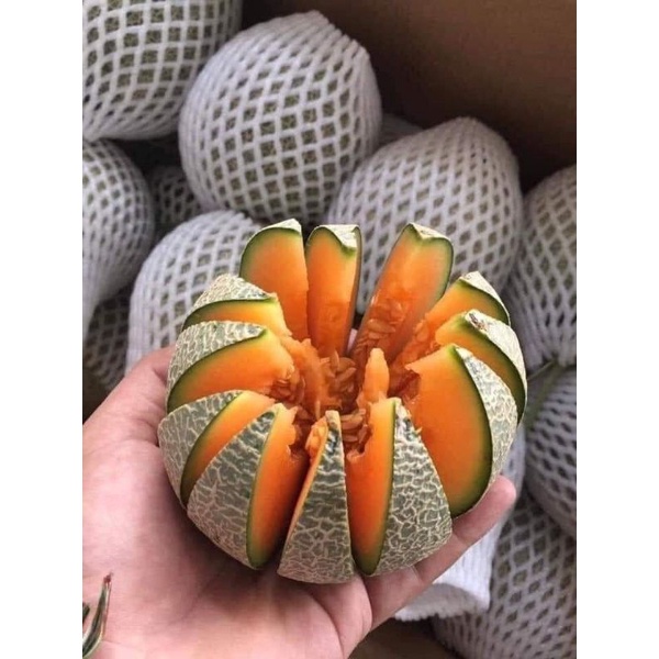 1gr hạt giống dưa lưới 🤗Cực Ngọt,  chất lượng cao