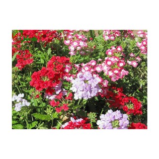 🌟HẠT GIỐNG HOA VÂN ANH🌟NỞ QUANH NĂM HOA NHIỀU MÀU CỰC KỲ ĐẸP