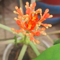 congtrinh25101954
