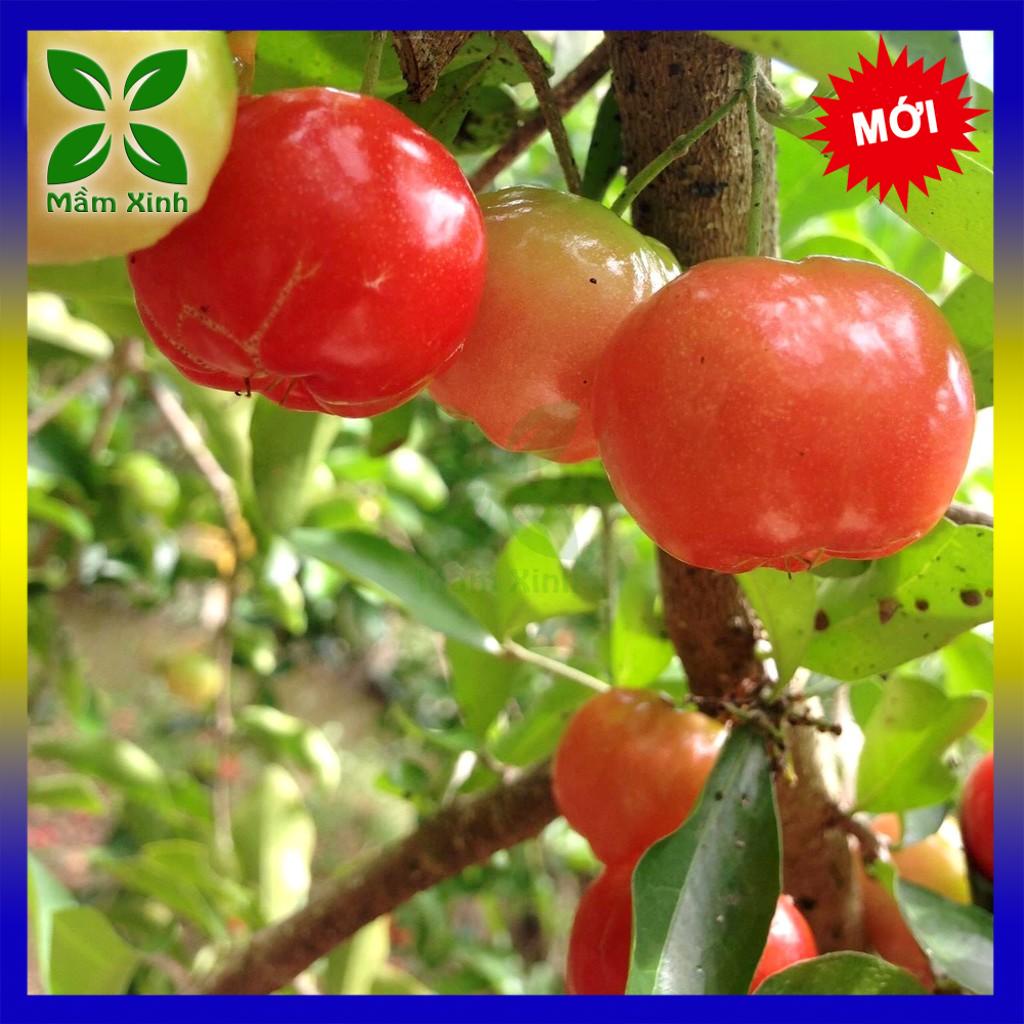 CÂY SƠ RI NGỌT | Shopee Việt Nam