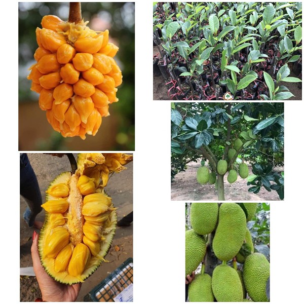 cây giống mít tố nữ | Shopee Việt Nam