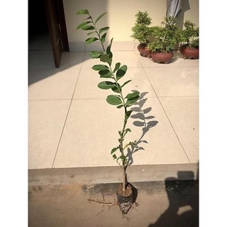 Cây Chanh Vàng Mỹ cao 50-70cm( ảnh thật số 2) .