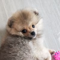 maiducvy