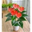 Cây giả - cây hồng môn 50cm