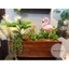 chậu cây gỗ tự nhiên / dài 50cm , rộng 18cm , cao 20cm