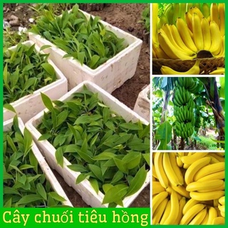 Combo 2 cây chuối tiêu hồng cấy mô .