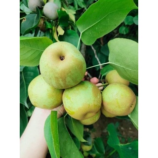 Lê tai nung Bắc Hà