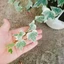Cây Thường Xuân - cây cảnh sân vườn